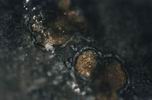 Карбонат, найденный в метеорите с Марса